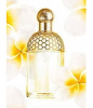Guerlain Aqua Allegoria Tiare Mimosa 2009 от 24&nbsp;249 ₽ в интернет магазине парфюмерии myparfume.ru