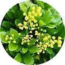 Аглая (рисовый цветок)